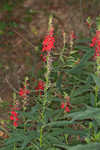 Cardinal flower